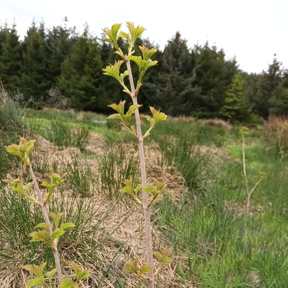 Young tree growing at a Cloudforests woodland site